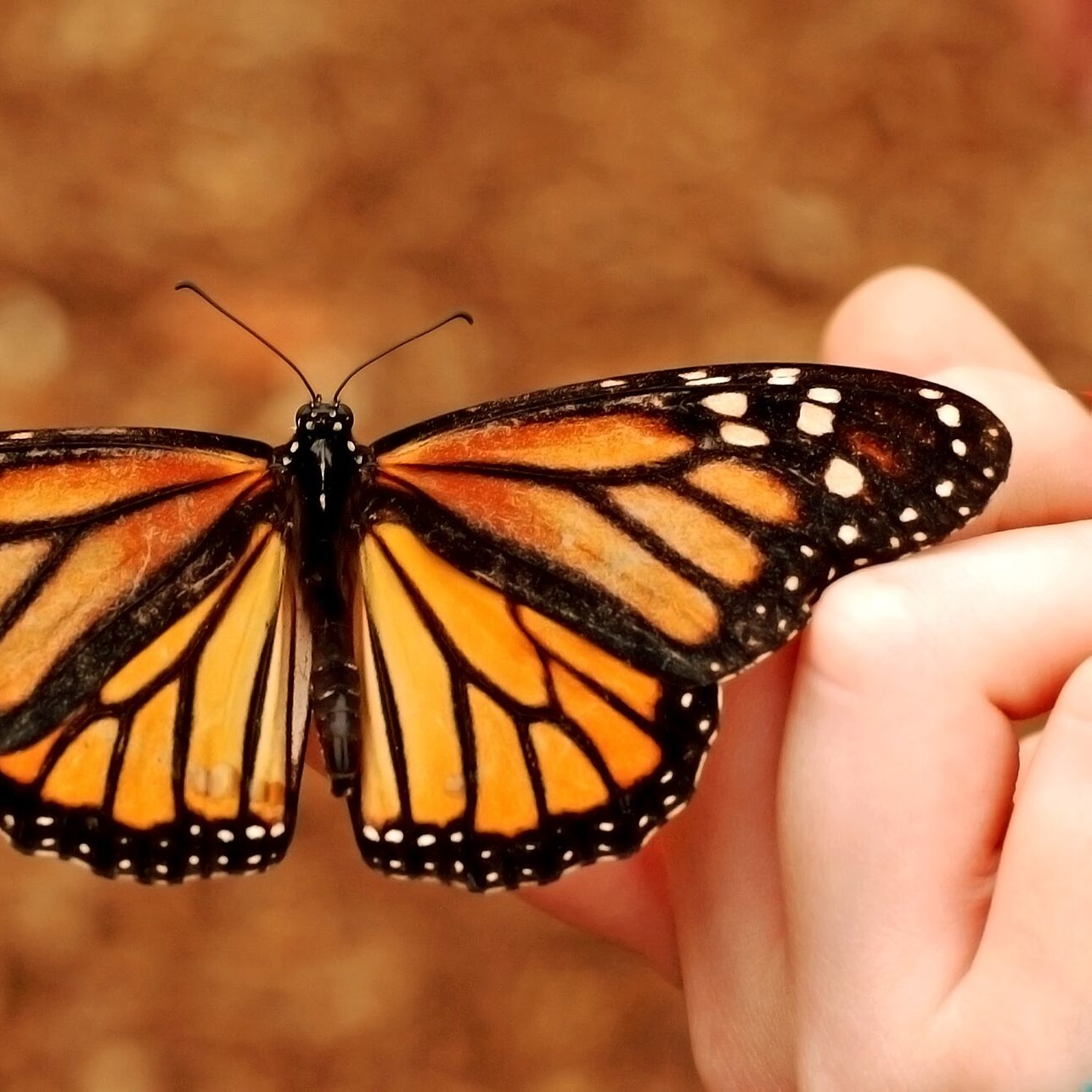 A monarch butterfly with wings spread, held gently by a child's fingers