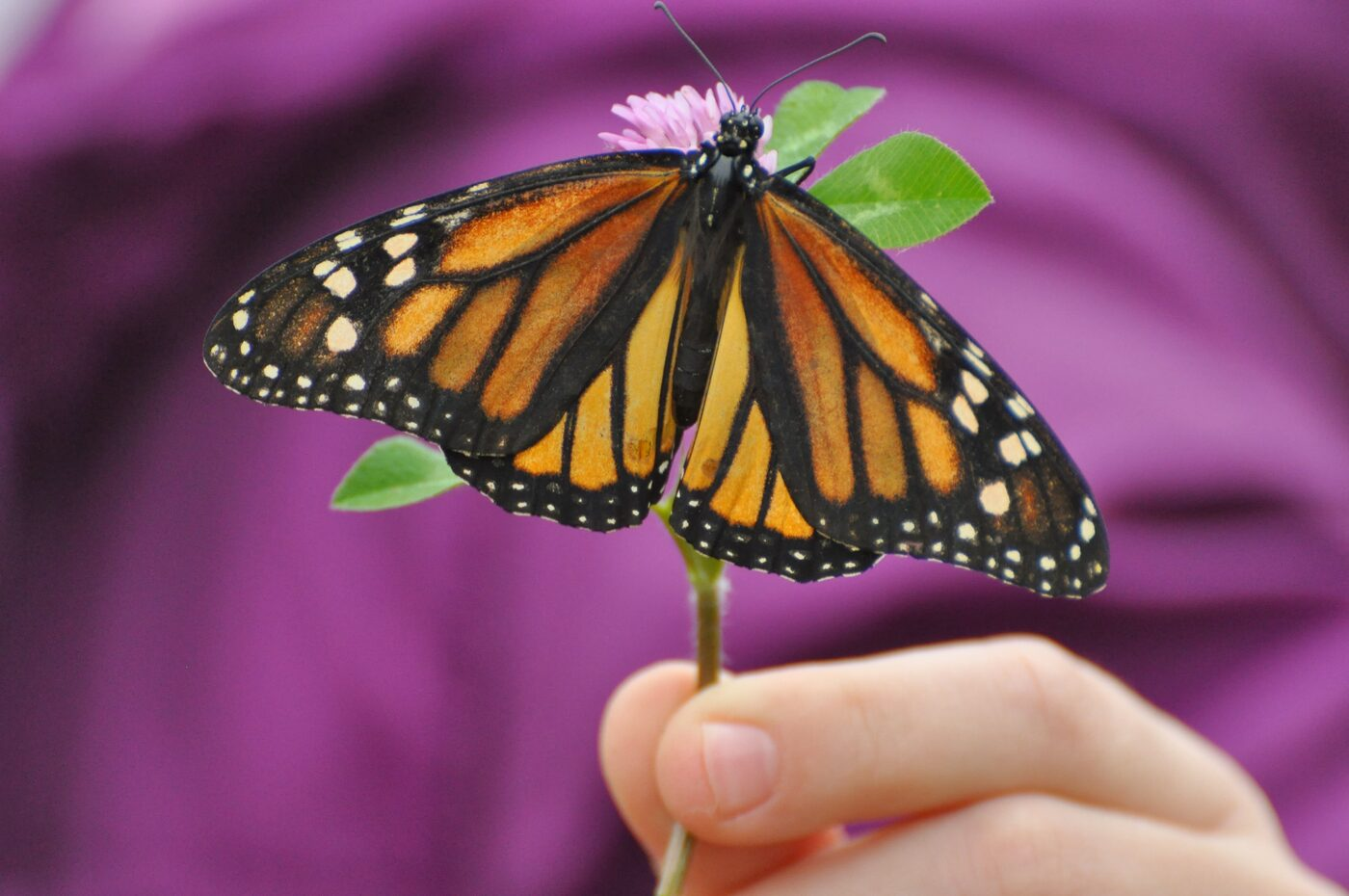 Butterfly Playground opening celebration 2